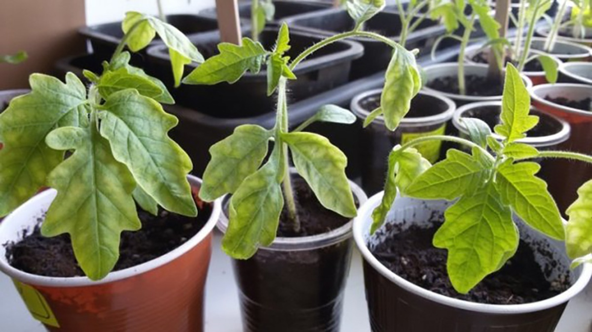Розсада помідорів. Фото ілюстративне