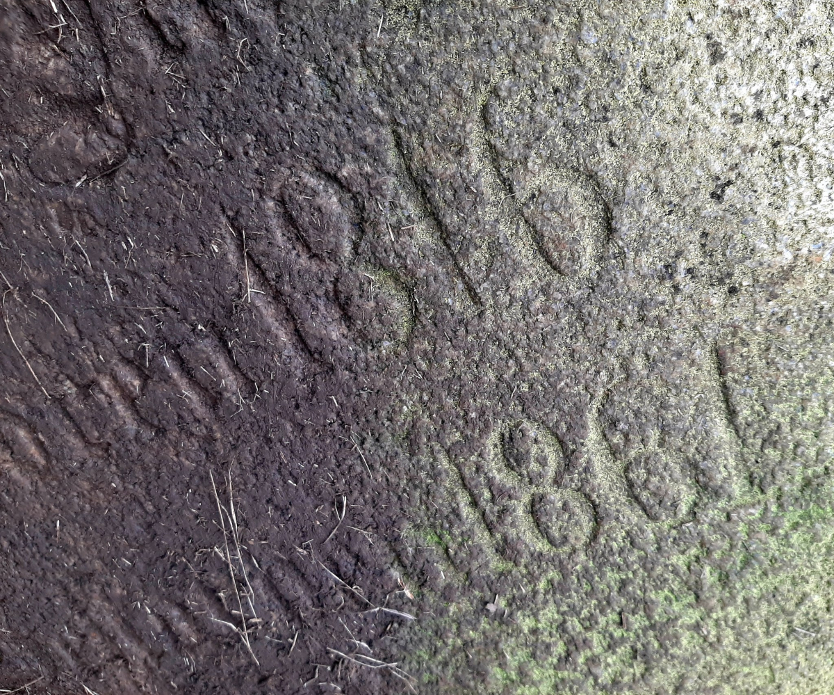 Лежала в посадці біля кургану: у Запорізькому районі знайшли стелу віком понад шість тисяч років (фото)