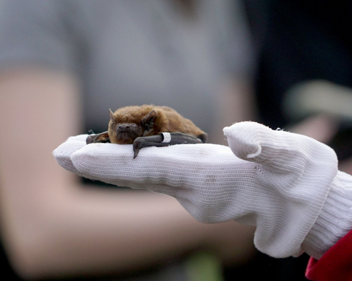 На Хортиці випустили близько 300 кажанів - фото