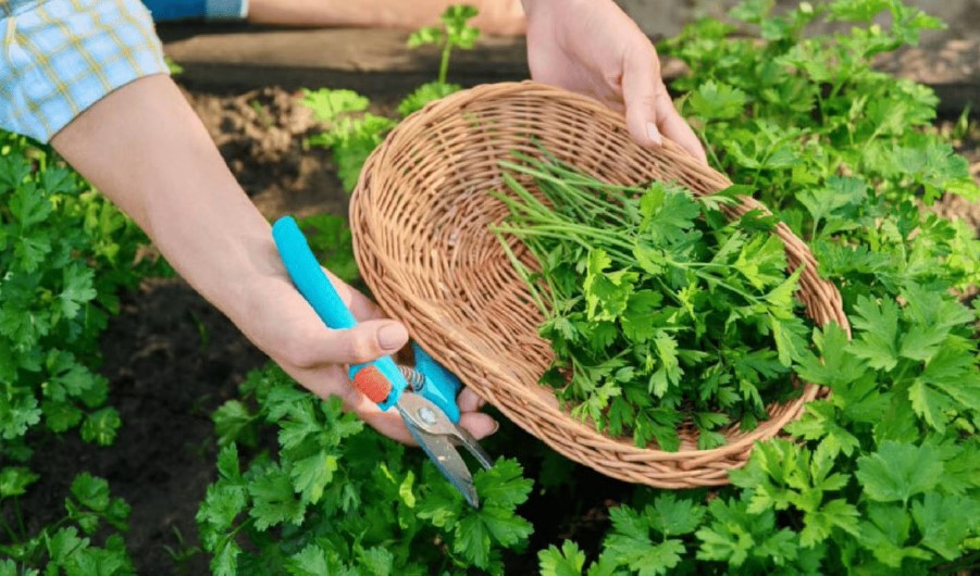 Яку зелень можна сіяти вже у березні, фото: ілюстративне 