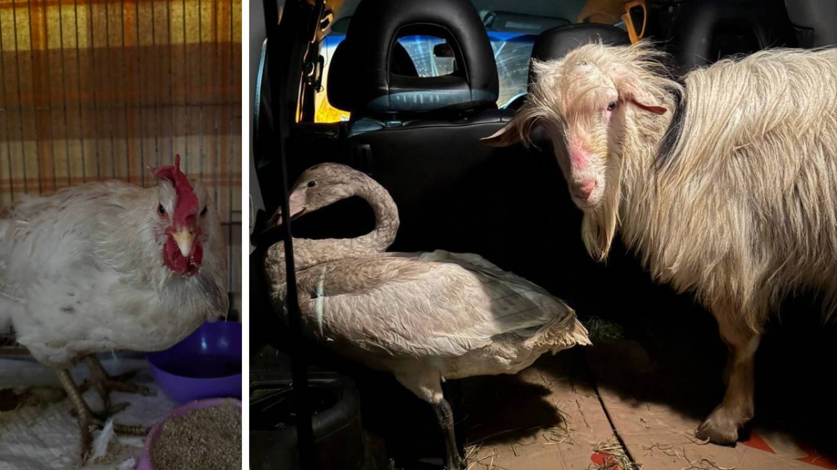 Ризикувала заради порятунку: волонтерка вивезла із Запорізької області рідкісного птаха та ще двох тварин (фото)