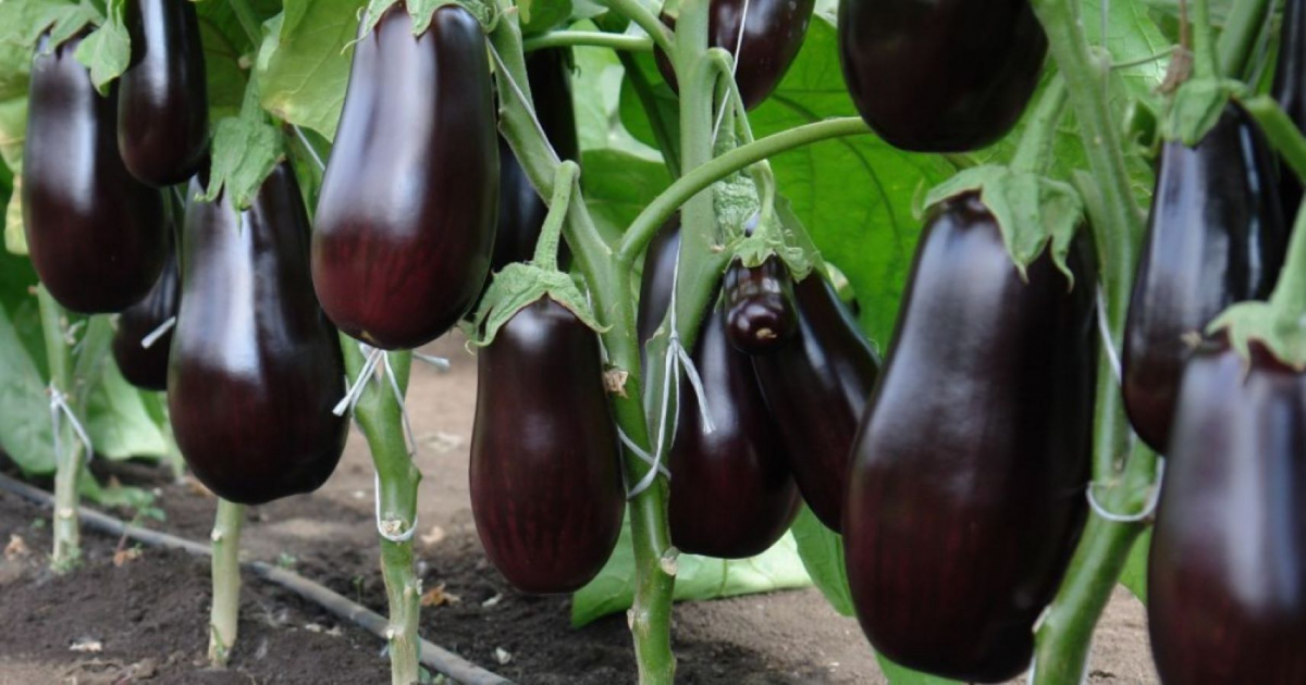 Баклажани, ілюстративне фото