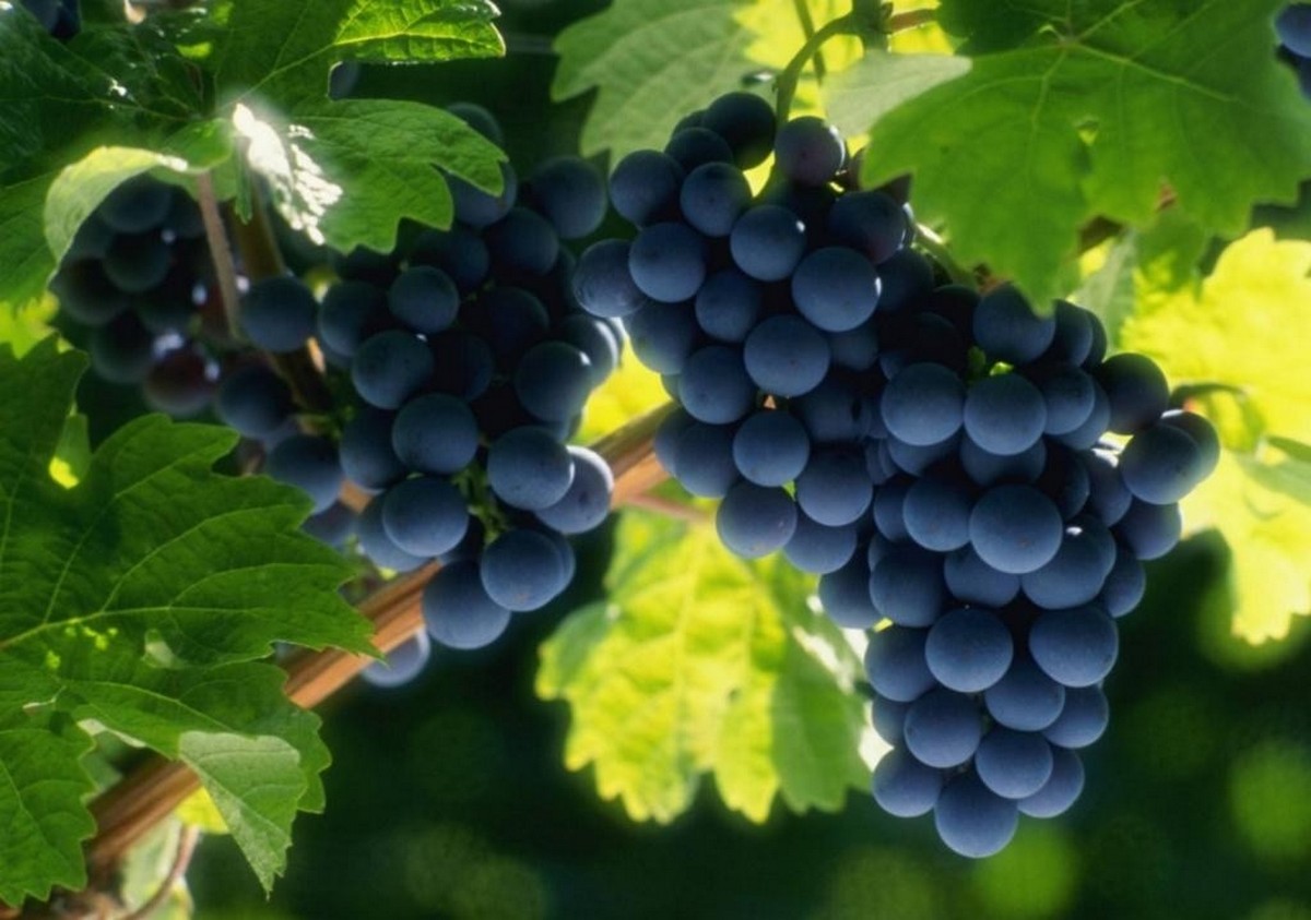 Коли можна садити виноград, аби він дав добрий врожай, фото: ілюстративне