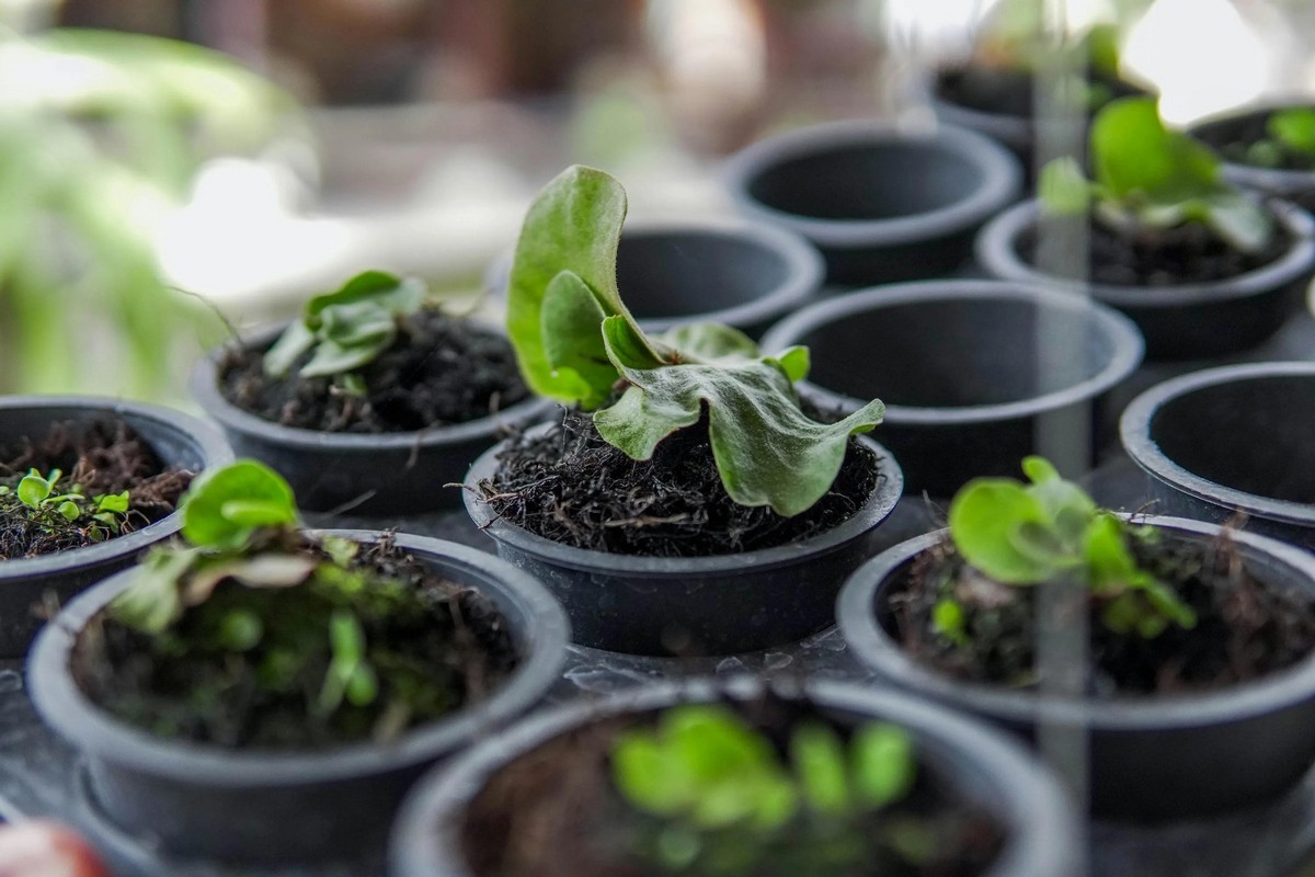 Які овочі та зелень запорізьким городникам варто висадити в березні, фото: ілюстративне 