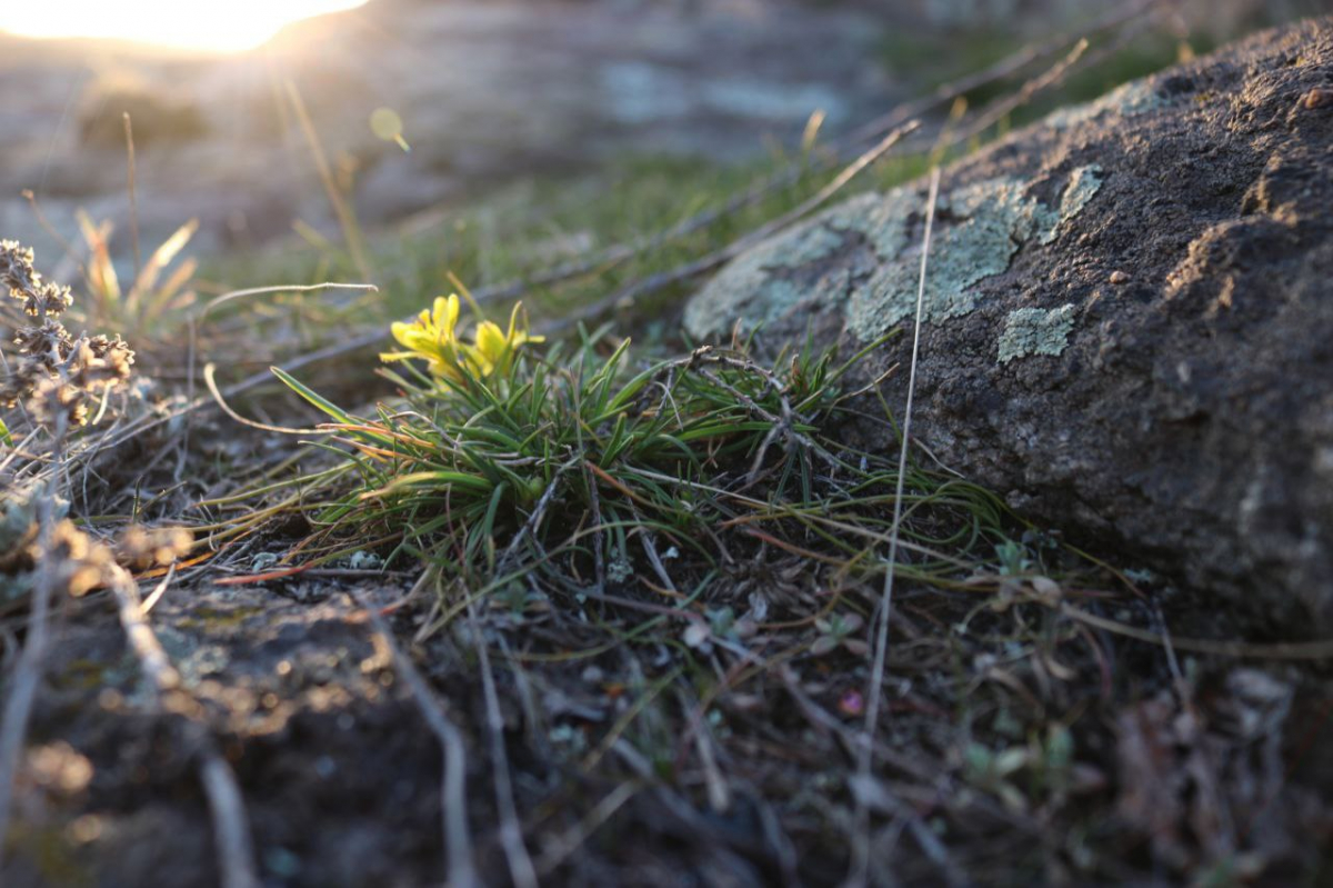 Первоцвіти на Хортиці в березні 2026 року. Фото: Антоніна Фролова