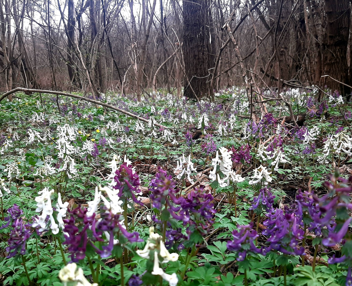 Ряст на Хортиці, фото Валерія Кємєнова