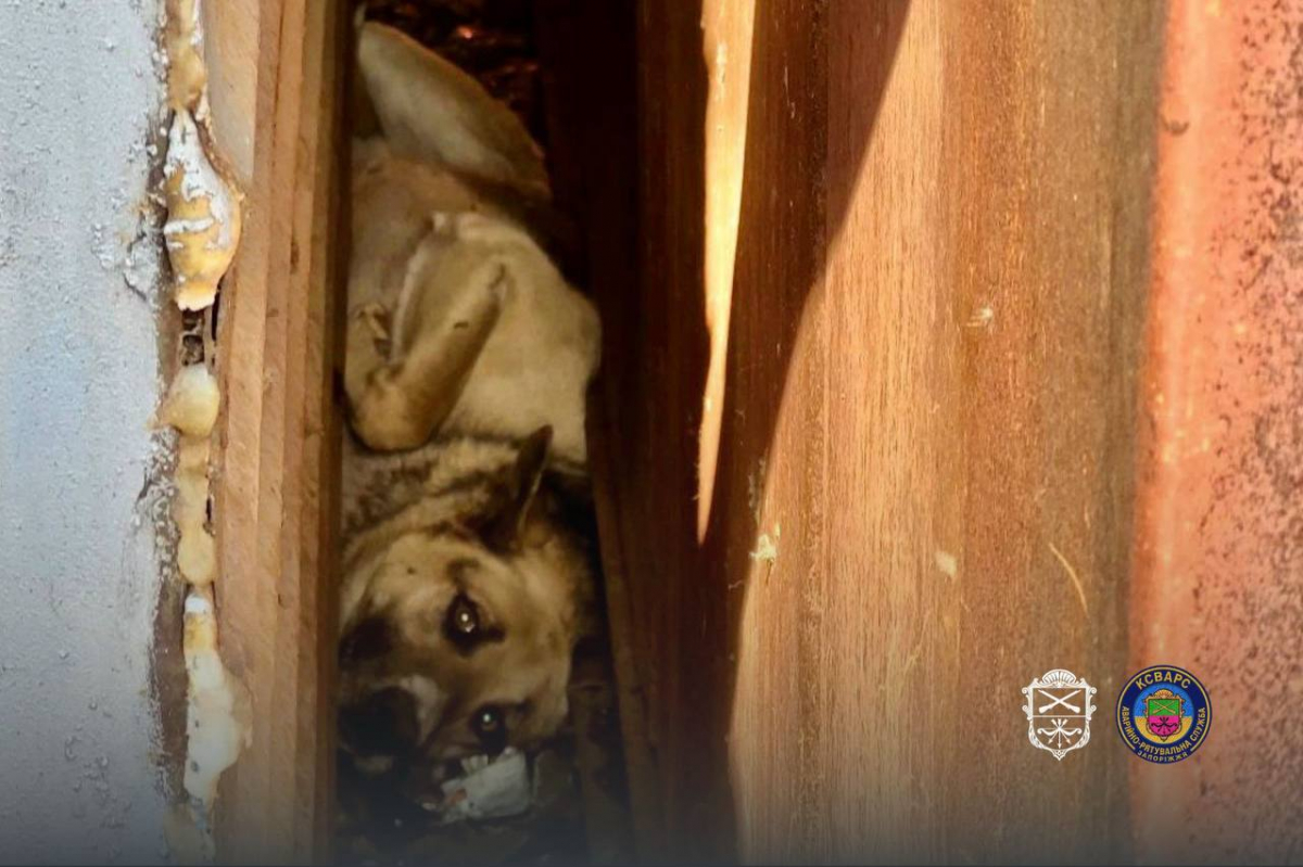 У Запоріжжі пес опинився у пастці: небайдужі люди почули скавчання