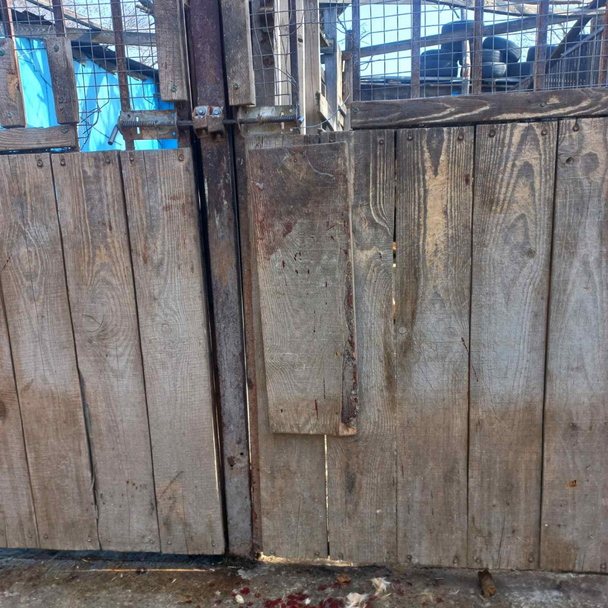 Загинув пес, вольєри зруйновані: під час нічного обстрілу Запоріжжя вчергове постраждав притулок для тварин 