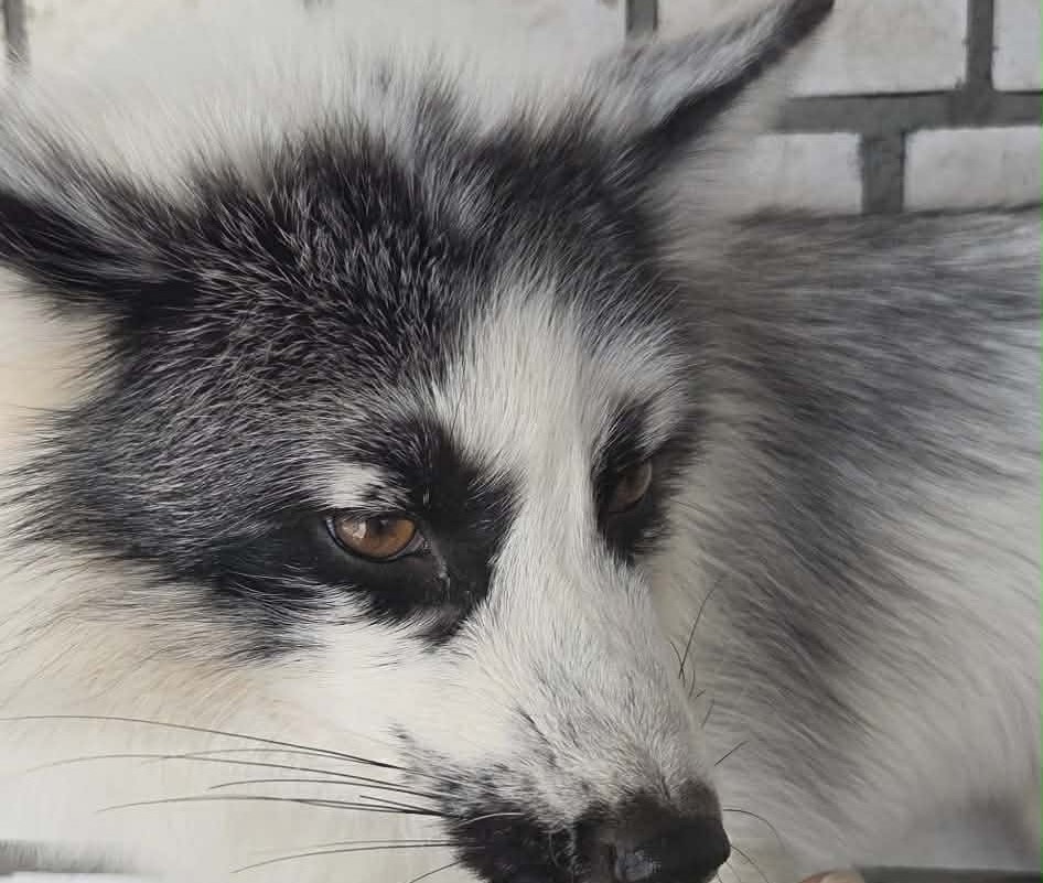 Нещодавно запорізький притулок “Дай лапу, друже” поповнився незвичайним мешканцем — мармуровим лисом на ім’я Хом’ячок. Фото Ірини Дідур