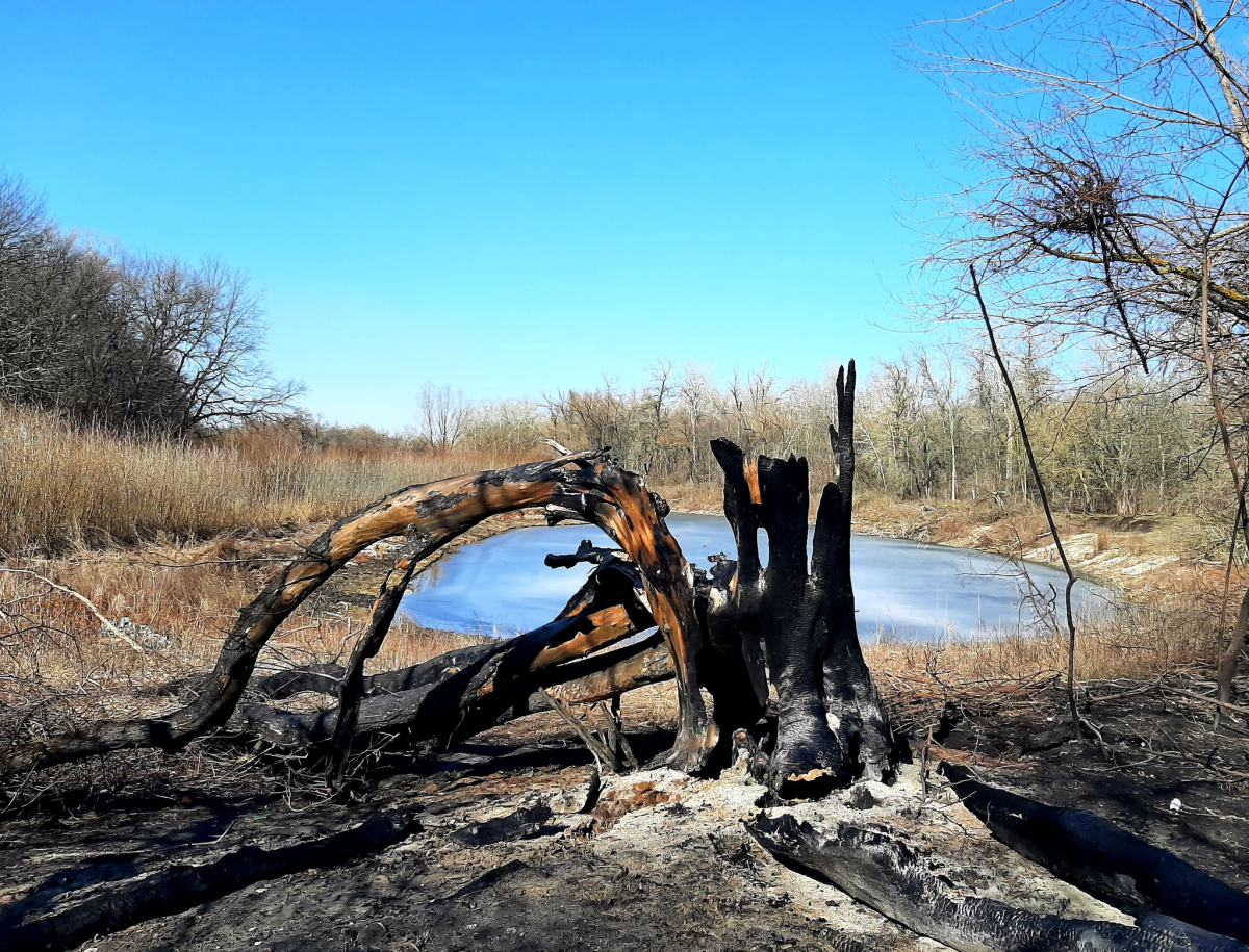 Життя перемагає: червонокнижні птахи не покинули Хортицю та звили нове гніздо (фото)