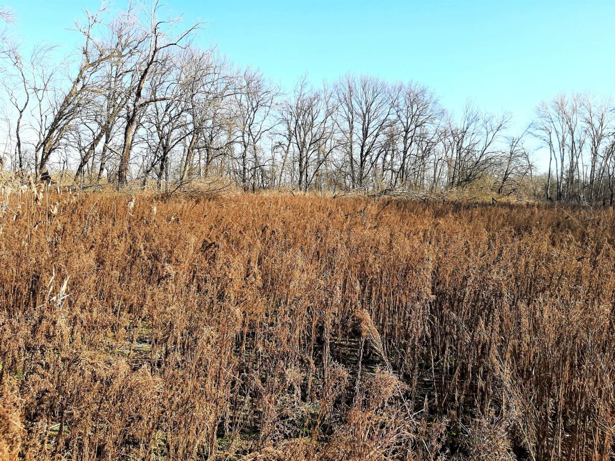 Життя перемагає: червонокнижні птахи не покинули Хортицю та звили нове гніздо (фото)