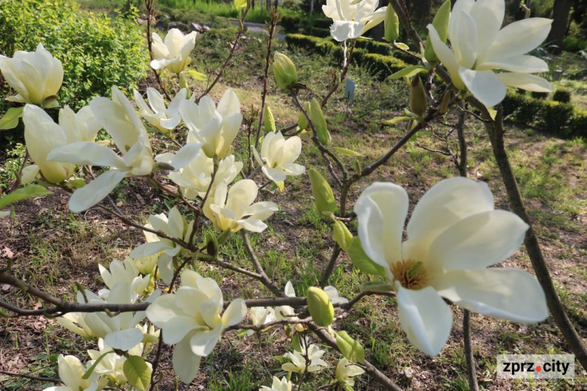 Магнолія, фото Світлани Олійник