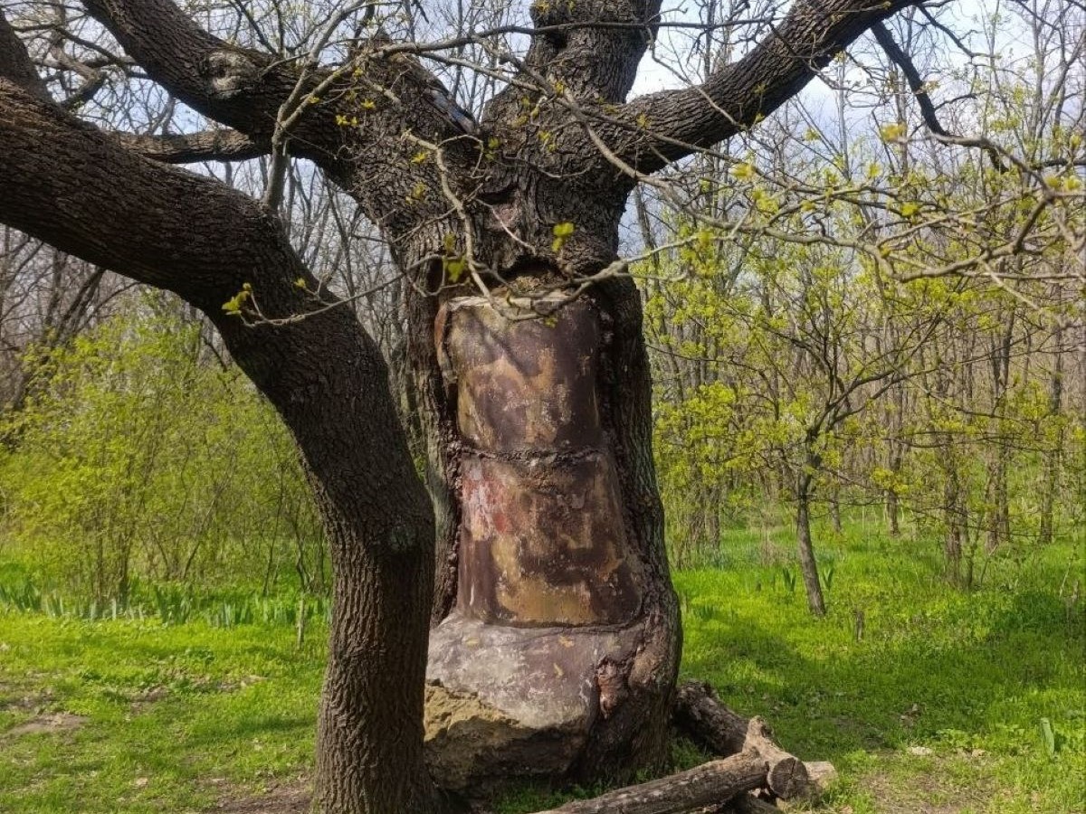 Дуб з кам'яним серцем: на Хортиці росте незвичайне дерево (фото)