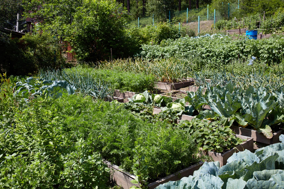 Органічний догляд за городом допомагає підвищити врожайність. Фото ілюстративне