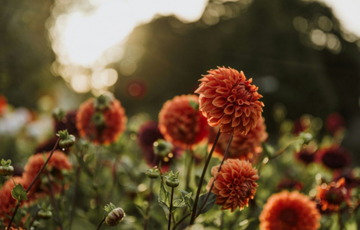 Як виглядатиме модний сучасний сад: ключові тренди ландшафтного дизайну-2026