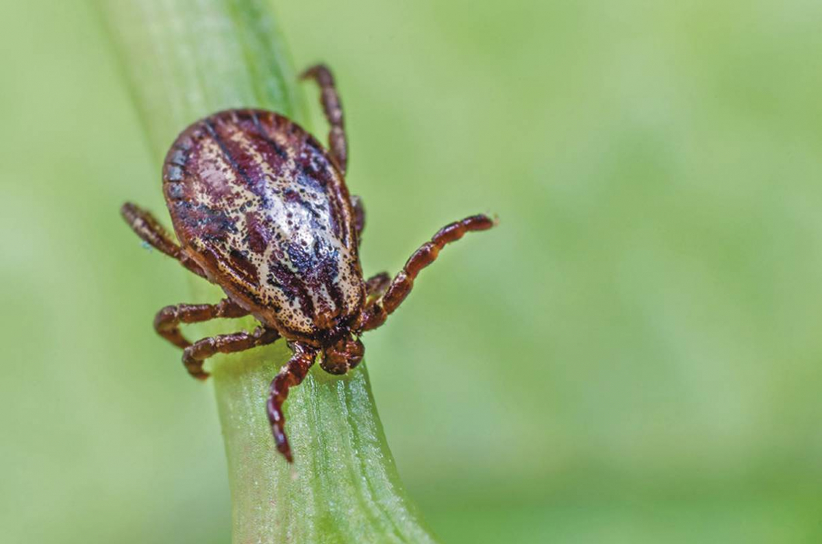 Кліщі активізувалися: у Запоріжжі за тиждень зафіксували нові випадки укусів — куди звертатися по допомогу (відео)