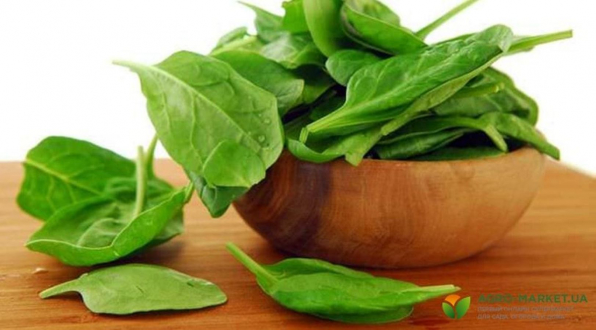 Коли саджати щавель та як отримати кілька врожаїв за сезон - поради