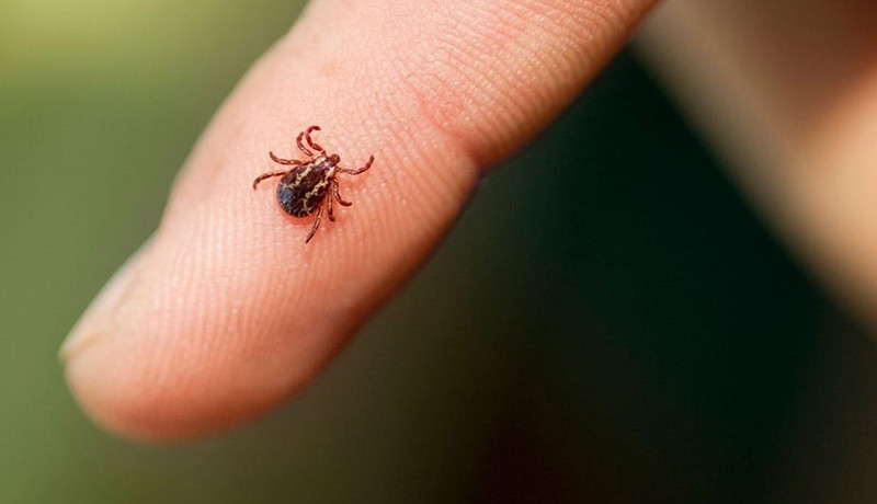 Кожен другий кліщ потенційно небезпечний: у Запорізькій області вже зафіксували перші укуси (відео)