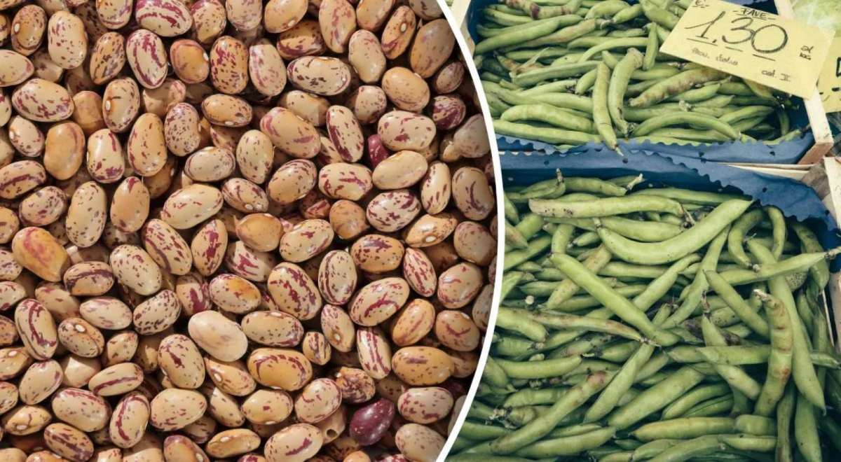 Квасоля, ілюстративне фото