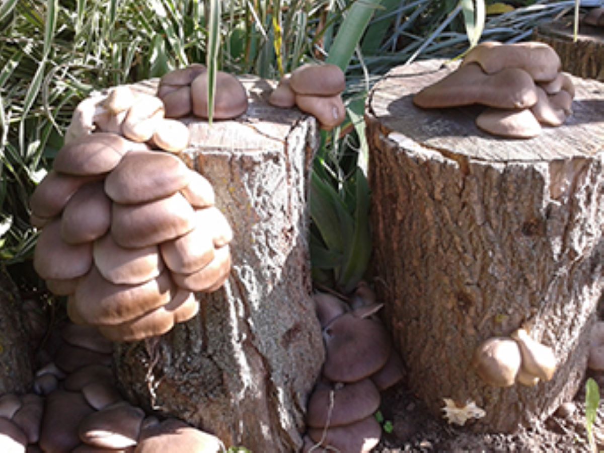 Вирощування грибів, ілюстративне фото