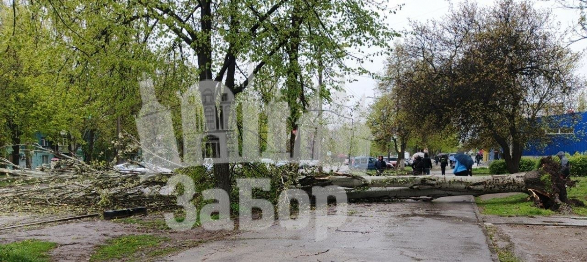 Негода у Запоріжжі повалила дерева: рух дорогами ускладнений (фото, відео)