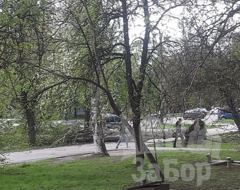 Негода у Запоріжжі повалила дерева: рух дорогами ускладнений (фото, відео)