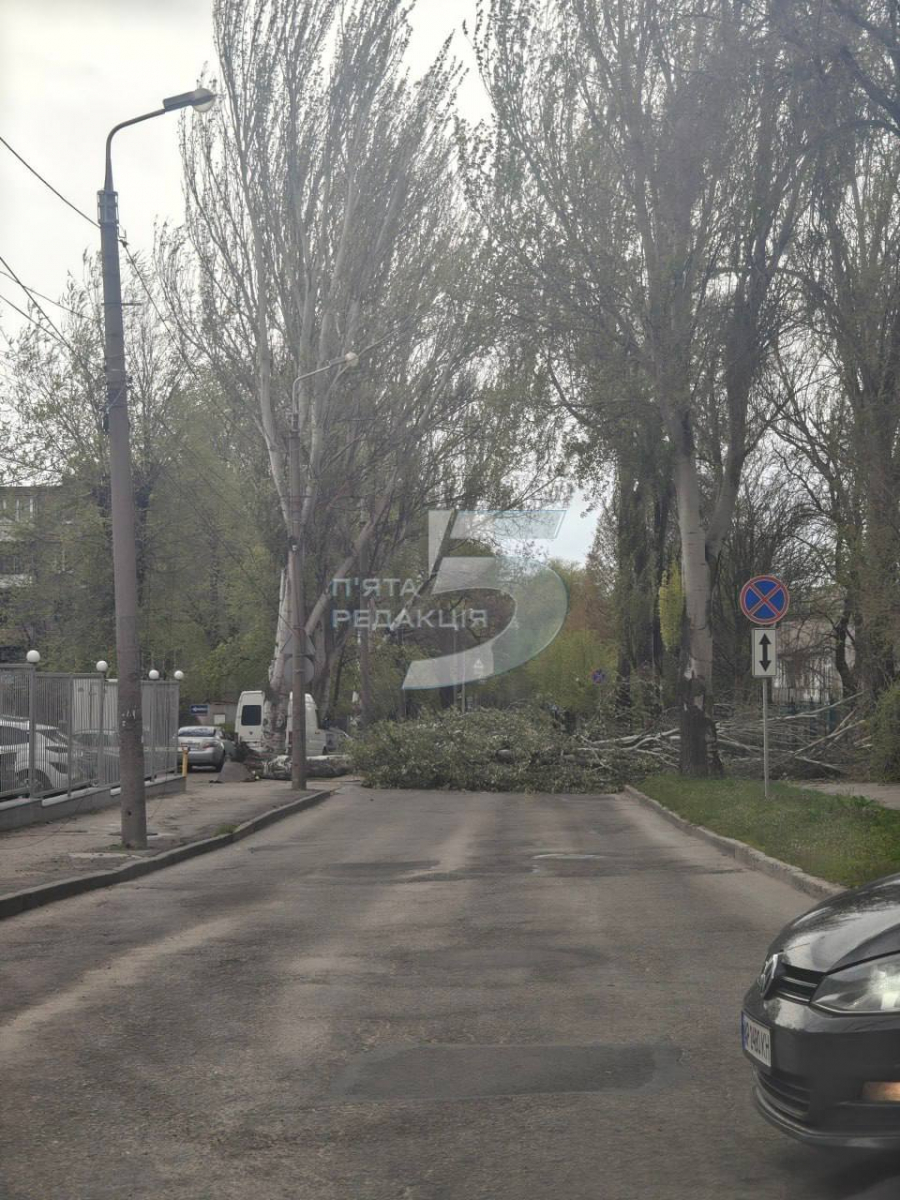 Негода у Запоріжжі повалила дерева: рух дорогами ускладнений (фото, відео)