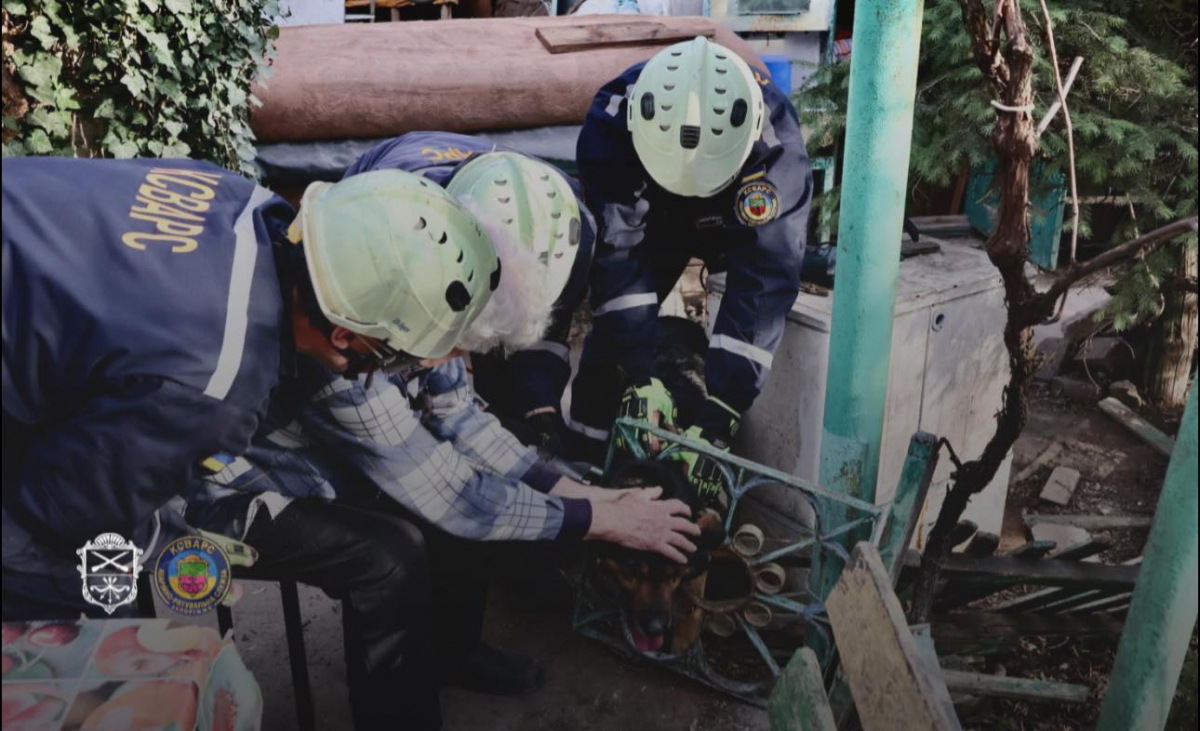 У Запоріжжі рятувальники визволили собаку, що застряг у паркані