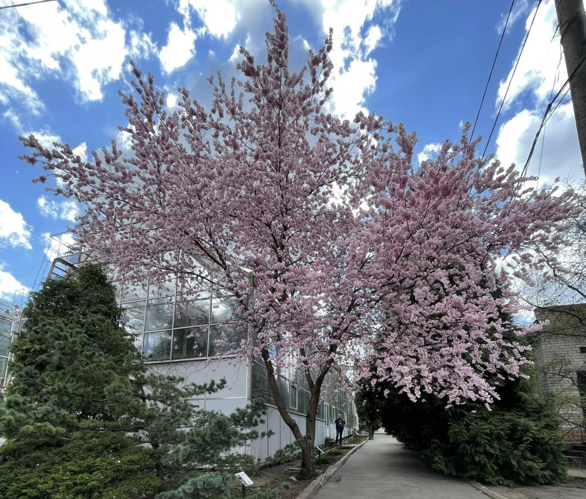 Сакура в ботсаду Запоріжжя. Фото: Ніна Водолазська