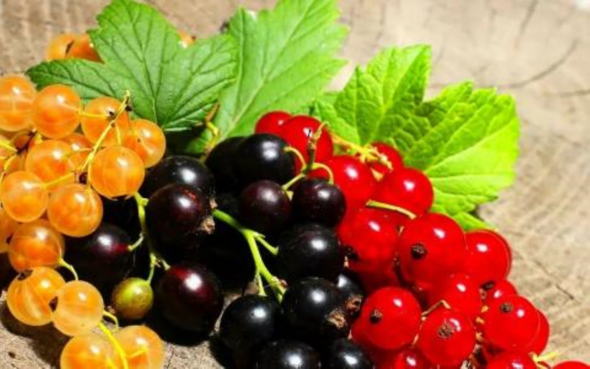 Секрети весняного догляду за смородиною: як отримати гарний врожай