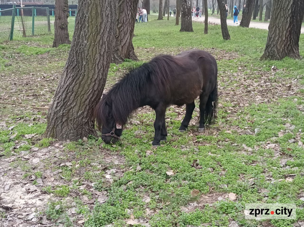 Сезон магнолій і лебеді: у вихідні в запорізькому парку був аншлаг - фото