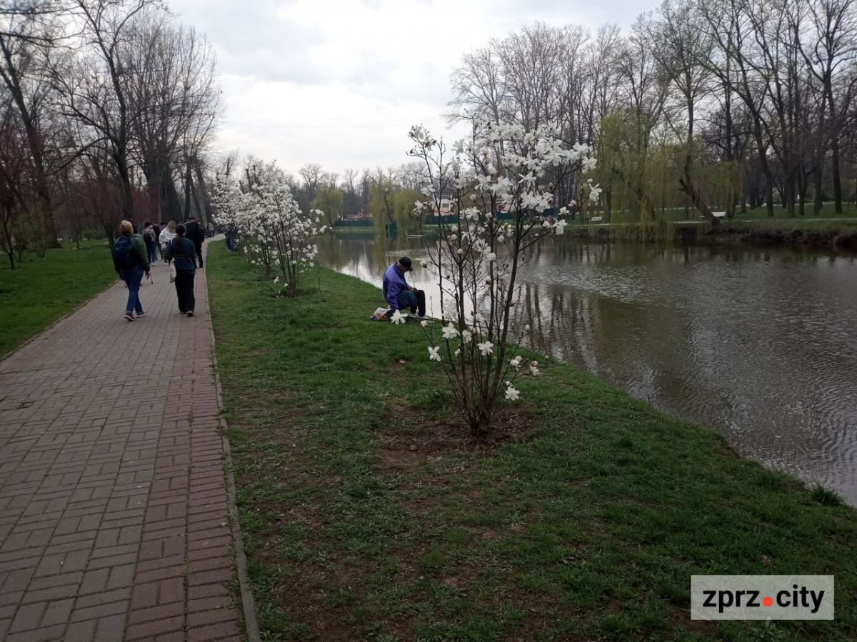 Сезон магнолій і лебеді: у вихідні в запорізькому парку був аншлаг - фото