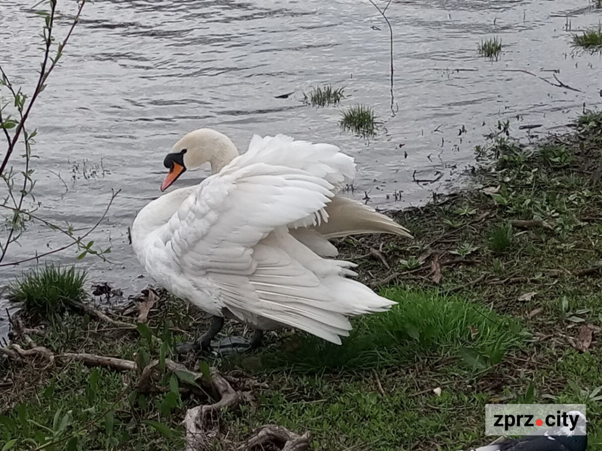 Сезон магнолій і лебеді: у вихідні в запорізькому парку був аншлаг - фото