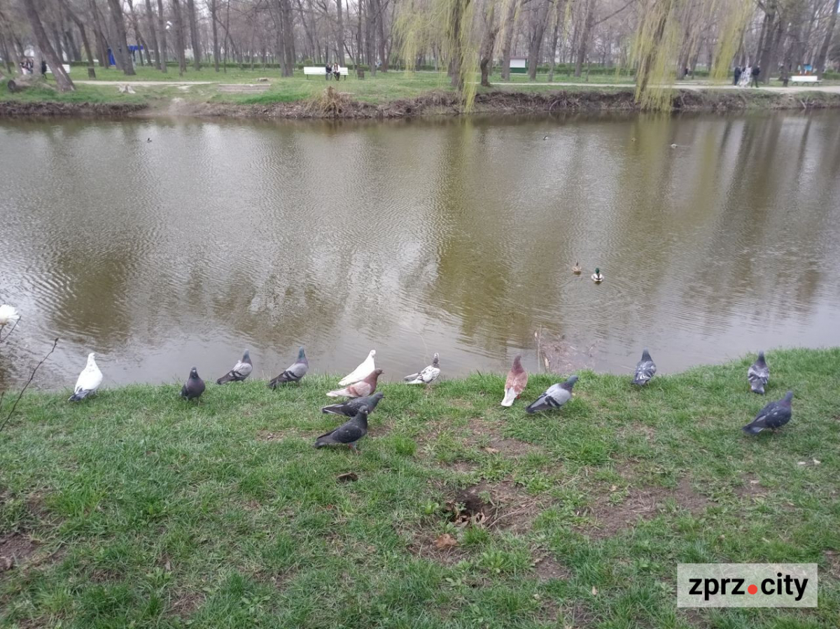 Сезон магнолій і лебеді: у вихідні в запорізькому парку був аншлаг - фото