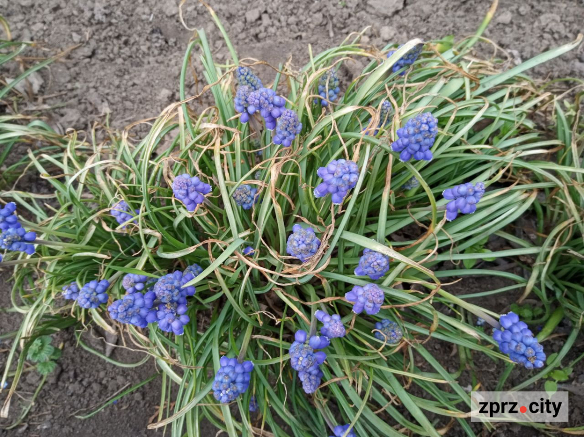 Сезон магнолій і лебеді: у вихідні в запорізькому парку був аншлаг - фото