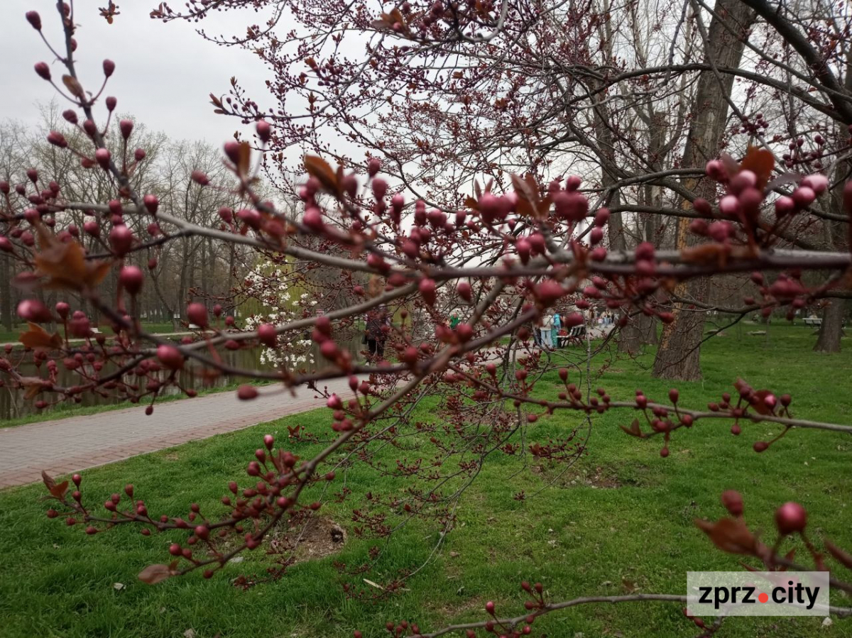 Сезон магнолій і лебеді: у вихідні в запорізькому парку був аншлаг - фото