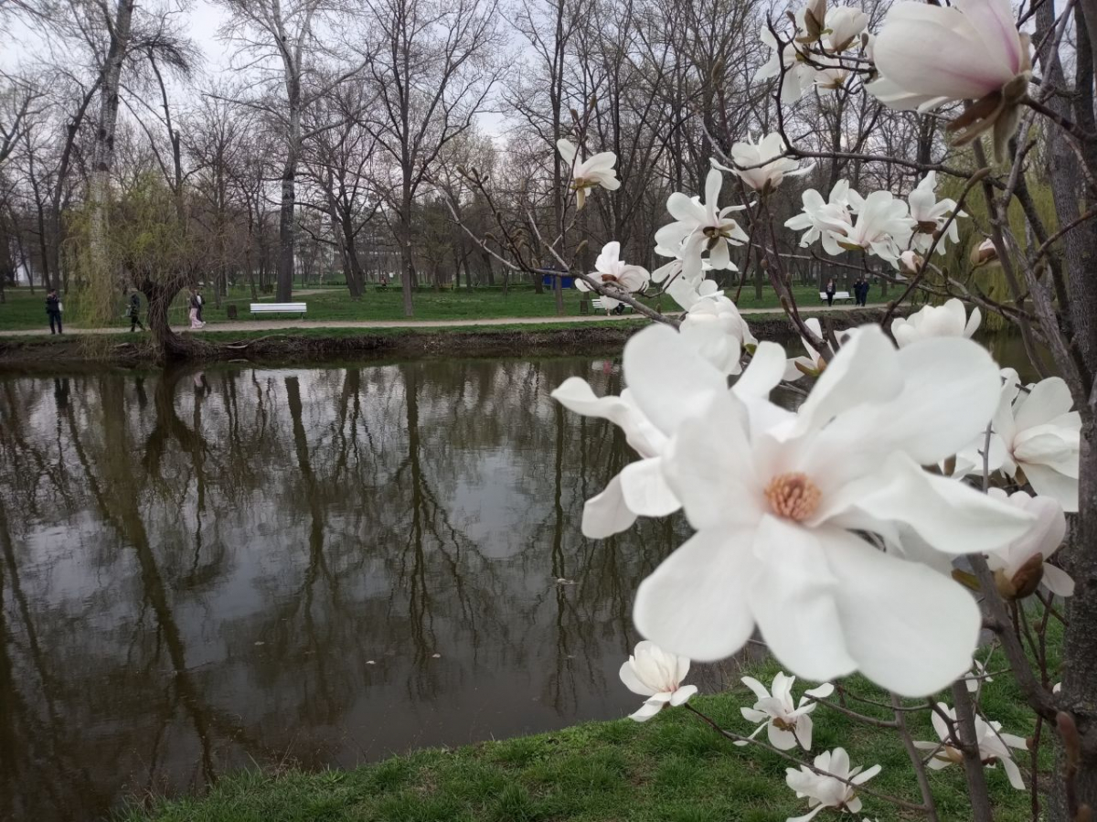 Запорізький Центральний парк культури і відпочинку "Дубовий гай" - квітнуть магнолії. Фото Світлани Олійник
