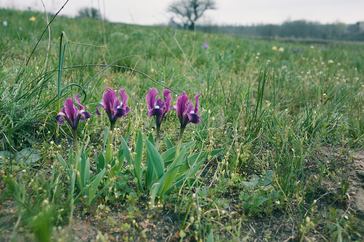 Дикі півники на Хортиці. Фото: Олександр Челпанов