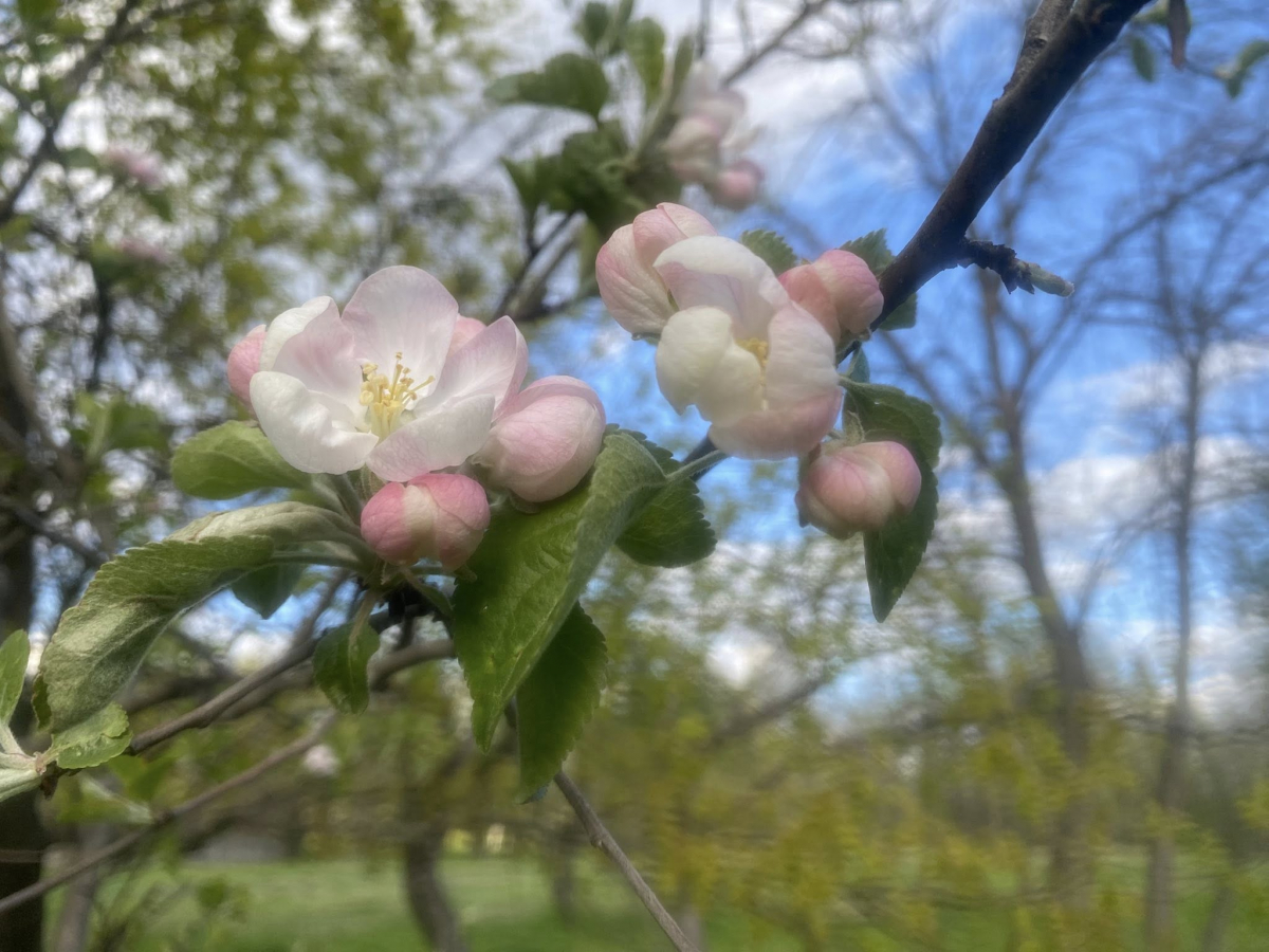 У головному парку Запоріжжя квітне сакура: чим ще можна помилуватись - фото