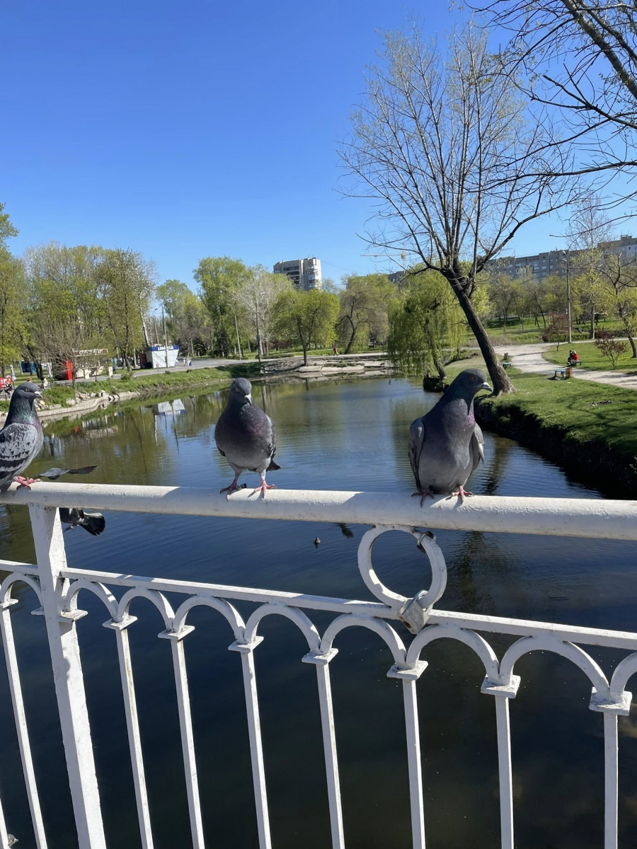 У головному парку Запоріжжя квітне сакура: чим ще можна помилуватись - фото