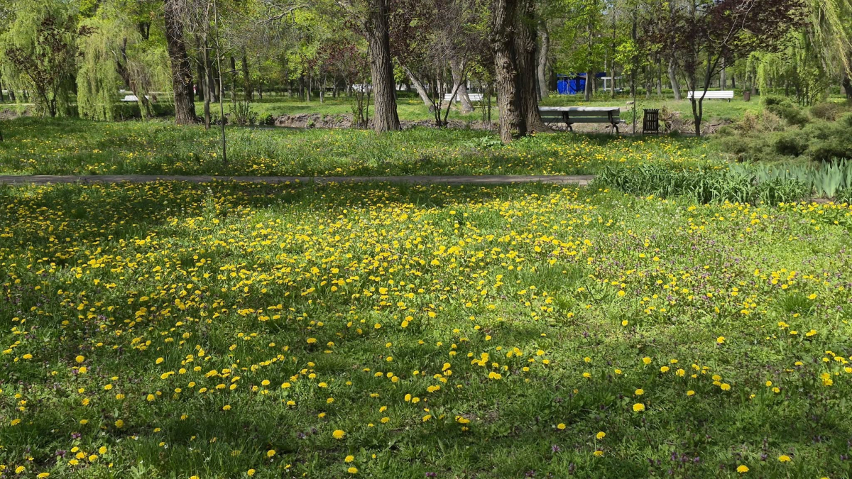 У головному парку Запоріжжя квітне сакура: чим ще можна помилуватись - фото