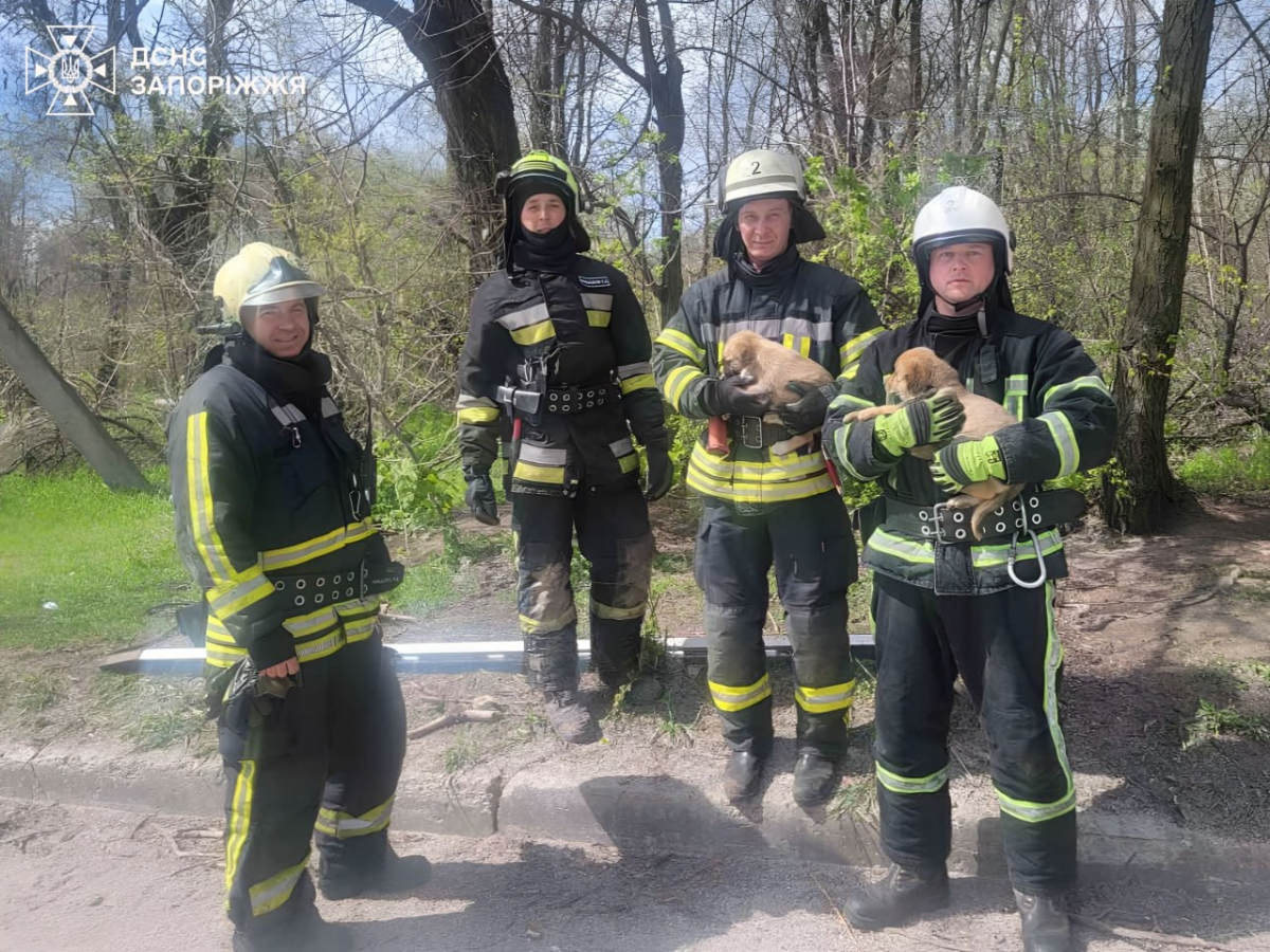 Врятовані цуценята, фото ГУ ДСНС України у Запорізькій області