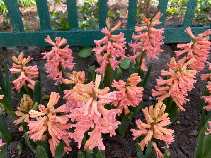 Весна, яку варто побачити: як у запорізькому ботсаду квітнуть сакури та магнолії (фото)