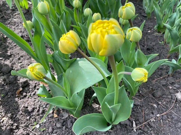 Весна, яку варто побачити: як у запорізькому ботсаду квітнуть сакури та магнолії (фото)