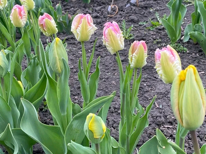 Весна, яку варто побачити: як у запорізькому ботсаду квітнуть сакури та магнолії (фото)