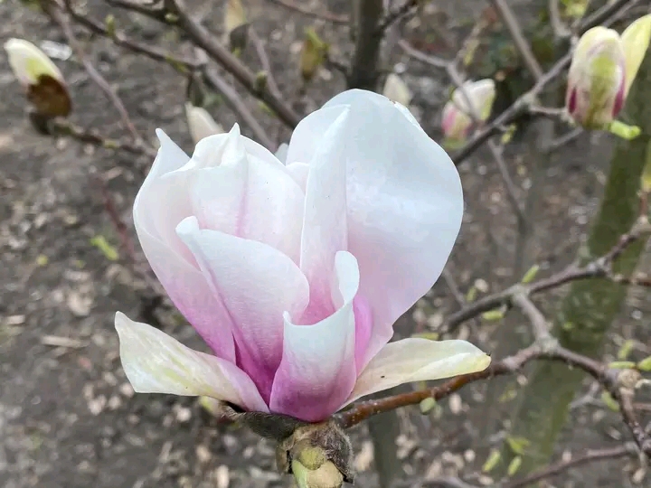 Весна, яку варто побачити: як у запорізькому ботсаду квітнуть сакури та магнолії (фото)