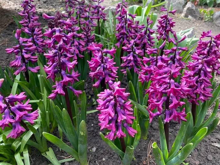 Весна, яку варто побачити: як у запорізькому ботсаду квітнуть сакури та магнолії (фото)