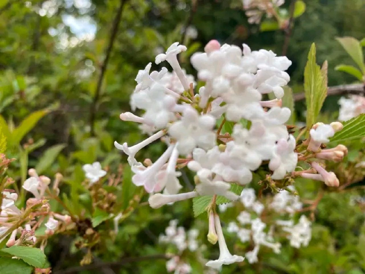 У Запорізькому ботсаду квітнуть магнолії та сакури, фото: Ірини Єгорової