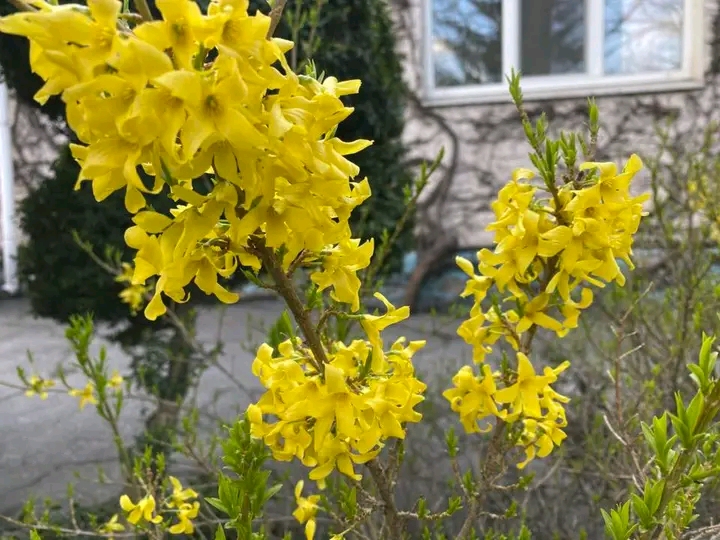 Весна, яку варто побачити: як у запорізькому ботсаду квітнуть сакури та магнолії (фото)