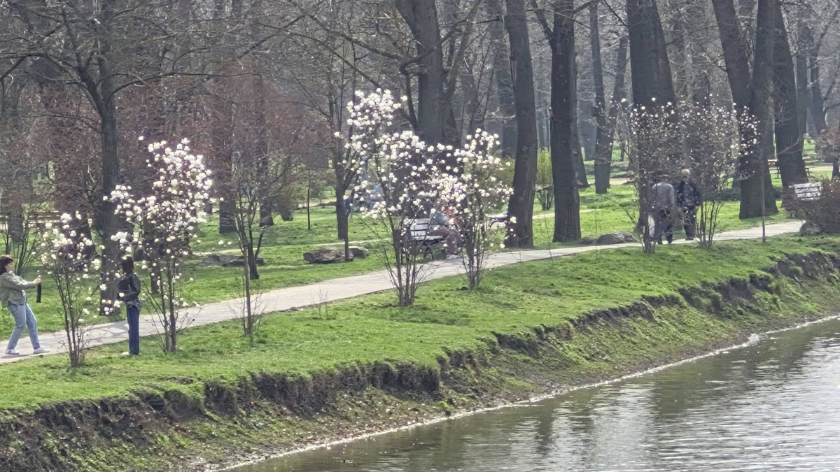 Весна в "Дубовці": у запорізькому парку розквітли ніжні білі магнолії (фото)